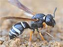 Picture of a wasp to indicate the recording group.