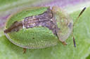 Picture of a beetle to indicate the recording group