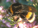 Picture of a bumblebee to indicate the recording group
