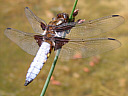 Picture of a dragonfly to indicate the recording group
