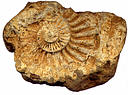 Picture of an ammonite to indicate the recording group