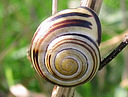 Picture of snail to indicate the recording group