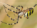 Picture of a wasp spider to indicate the recording group