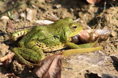 Frog_400