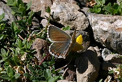 Chalkhill Blue female thumb