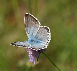 Chalkhill Blue male thumb