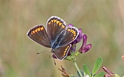 Common Blue female thumb