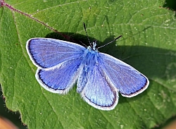 Common Blue male thumb