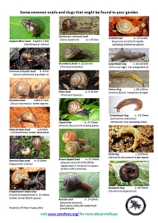 Snail and Slug Chart