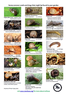 Snail Identification Chart