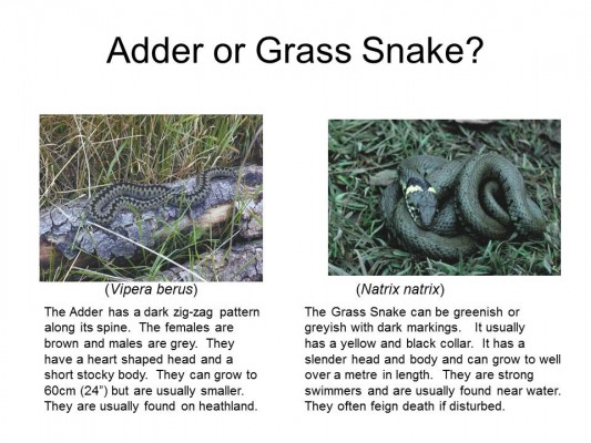 Adder or Grass Snake