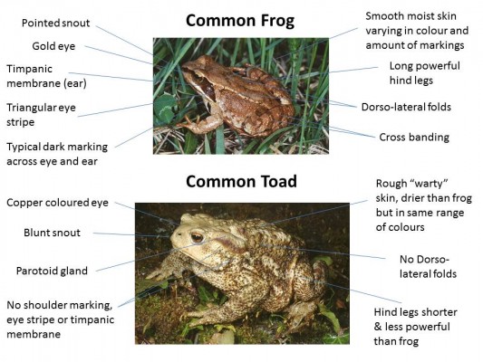 frog vs toad - v2
