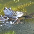 Frog Spawn