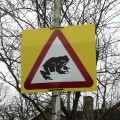 Toad Crossing