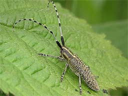 Close-up photo of Agapanthia villosoviridescens