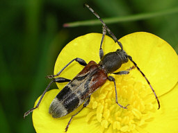 Close-up photo of Anaglyptus mysticus