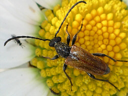 Pseudovadonia livida © Keith Balmer Close-up photo of Pseudovadonia livida