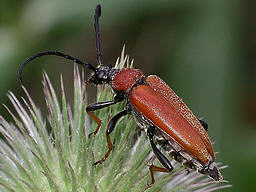 Close-up photo of Stictoleptura rubra female