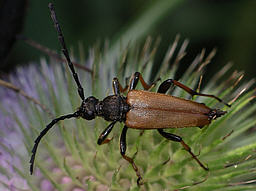 Close-up photo of Stictoleptura rubra male