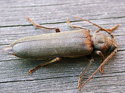 Close-up photo of Arhopalus rusticus