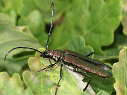 Close-up photo of Aromia moschata