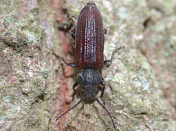 Close-up photo of Asemum striatum