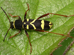 Clytus arietis © Keith Balmer Close-up photo of Clytus arietis