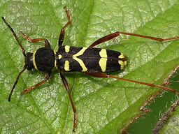 Close-up photo of Clytus arietis