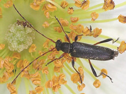 Close-up photo of Grammoptera ruficornis