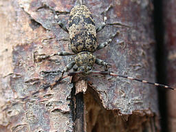 Close-up photo of Leiopus nebulosus