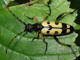 Close-up photo of Rutpela  maculata