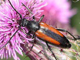 Close-up photo of Stenurella  melanura female