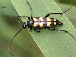 Leptura quadrifasciata © Keith Balmer Thumhbnail of Leptura quadrifasciata