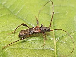 Close-up photo of Molorchus minor