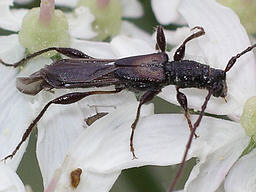 Close-up photo of Glaphyra  umbellatarum