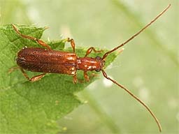 Close-up photo of Obrium brunneum