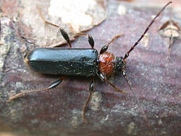 Phymatodes testaceus ©Vince Lea Close-up photo of Phymatodes testaceus