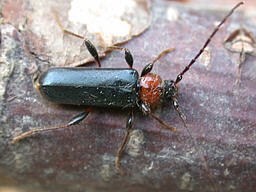 Close-up photo of Phymatodes testaceus