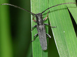 Phytoecia cylindrica © Keith Balmer Close-up photo of Phytoecia cylindrica