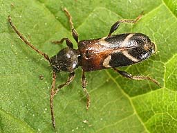 Poecilium alni ©Alan Outen Close-up photo of Poecilium alni