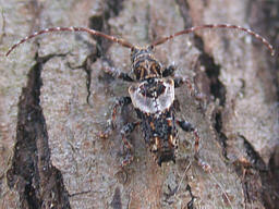 Pogonocherus hispidus ©Vince Lea Close-up photo of Pogonocherus hispidus