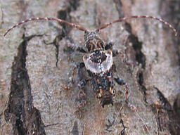 Close-up photo of Pogonocherus hispidus