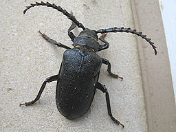 Prionus coriarius © John O'Sullivan Close-up photo of Prionus coriarius