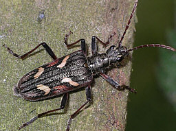 Rhagium bifasciatum © Keith Balmer Close-up photo of Rhagium bifasciatum