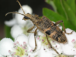 Close-up photo of Rhagium mordax