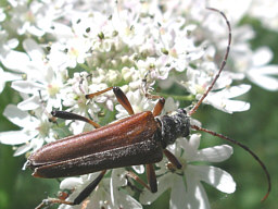 Stenocorus meridianus © Keith Balmer Close-up photo of Stenocorus meridianus