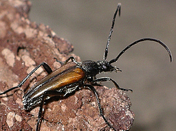 Close-up photo of Stenurella  melanura male