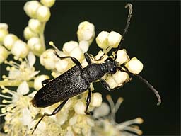 Close-up photo of Stictoleptura scutellata