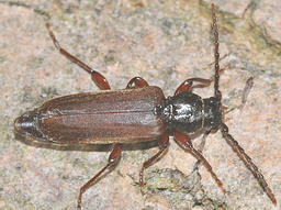 Tetropium gabrieli © Keith Balmer Close-up photo of Tetropium gabrieli