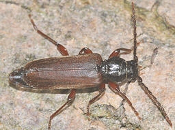 Close-up photo of Tetropium gabrieli